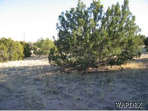 384 El Punta Seligman, AZ 86337 - Photo 3 of 3 a view of forest