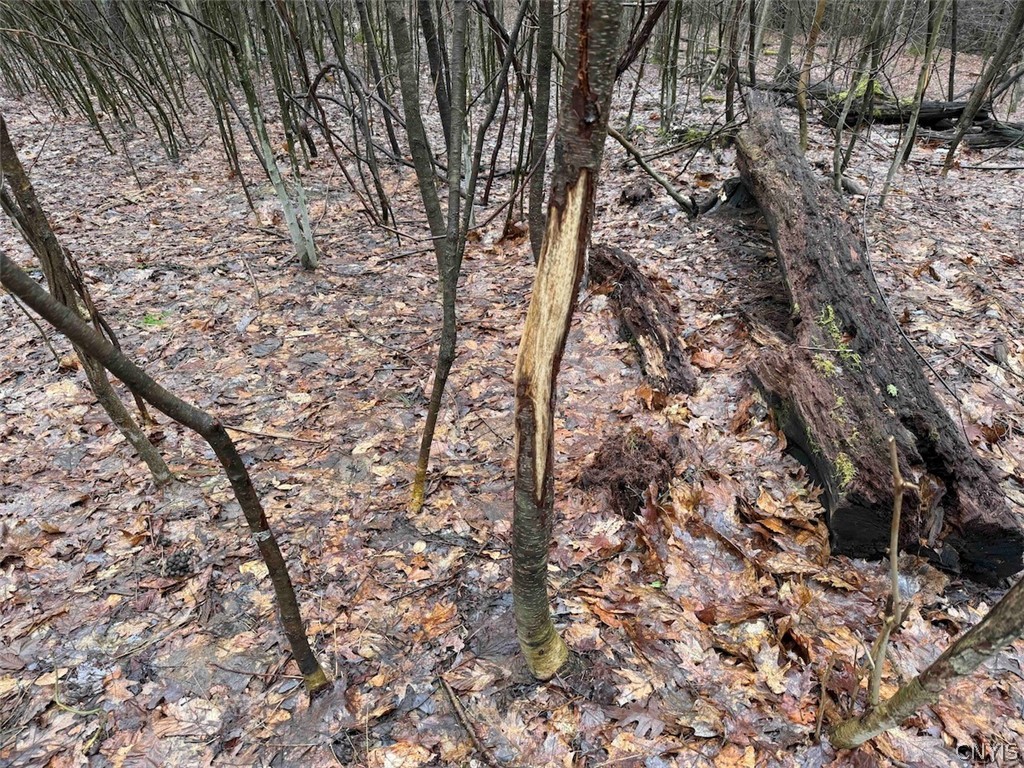 Bliss Road Mayville, NY 14757 - Photo 24 of 36