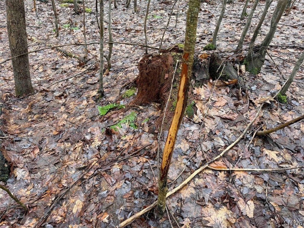 Bliss Road Mayville, NY 14757 - Photo 26 of 36