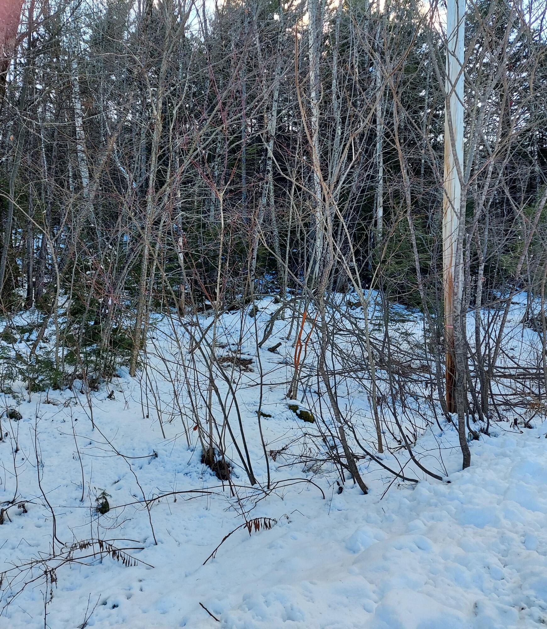 4 Mitchell Brook Road Temple, ME 04984 - Photo 31 of 33 20240104_144104