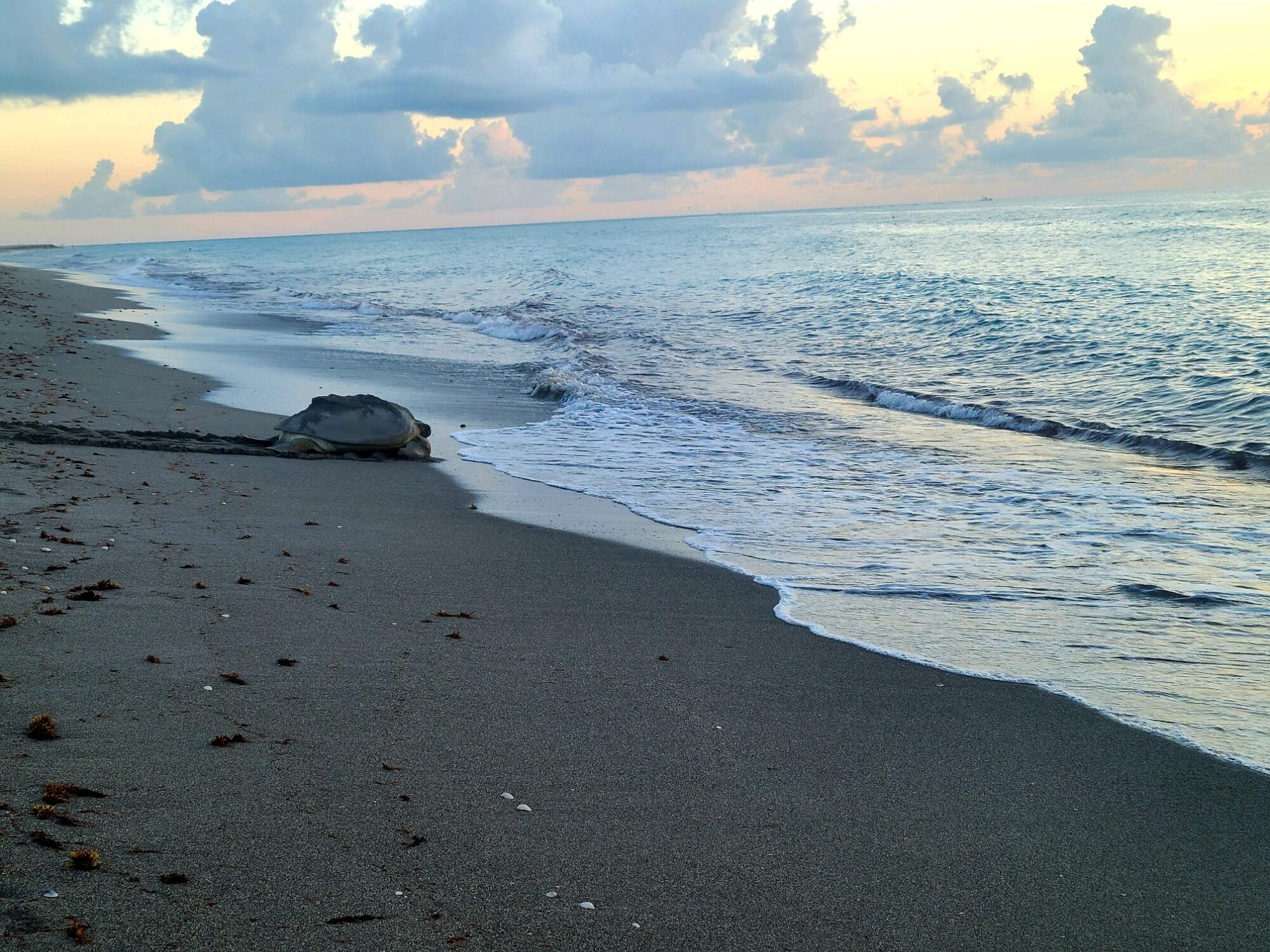 717 Highway 1, Unit 804 Jupiter, FL 33477 - Photo 45 of 45 Sea turtle