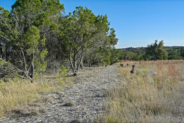 a view of a forest with trees in the background