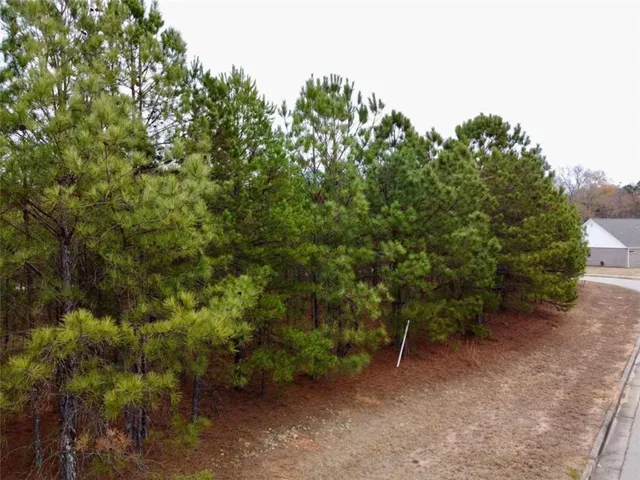 a view of a forest with trees in the background