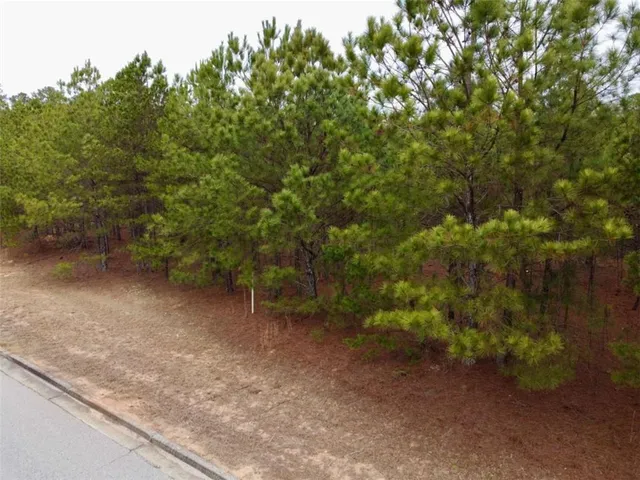 a view of a forest with trees in the background