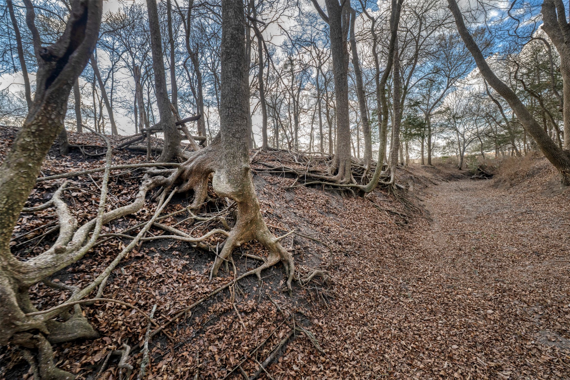 6807 Winedale Road Burton, TX 77835 - Photo 12 of 27 a backyard of a house with lots of green space