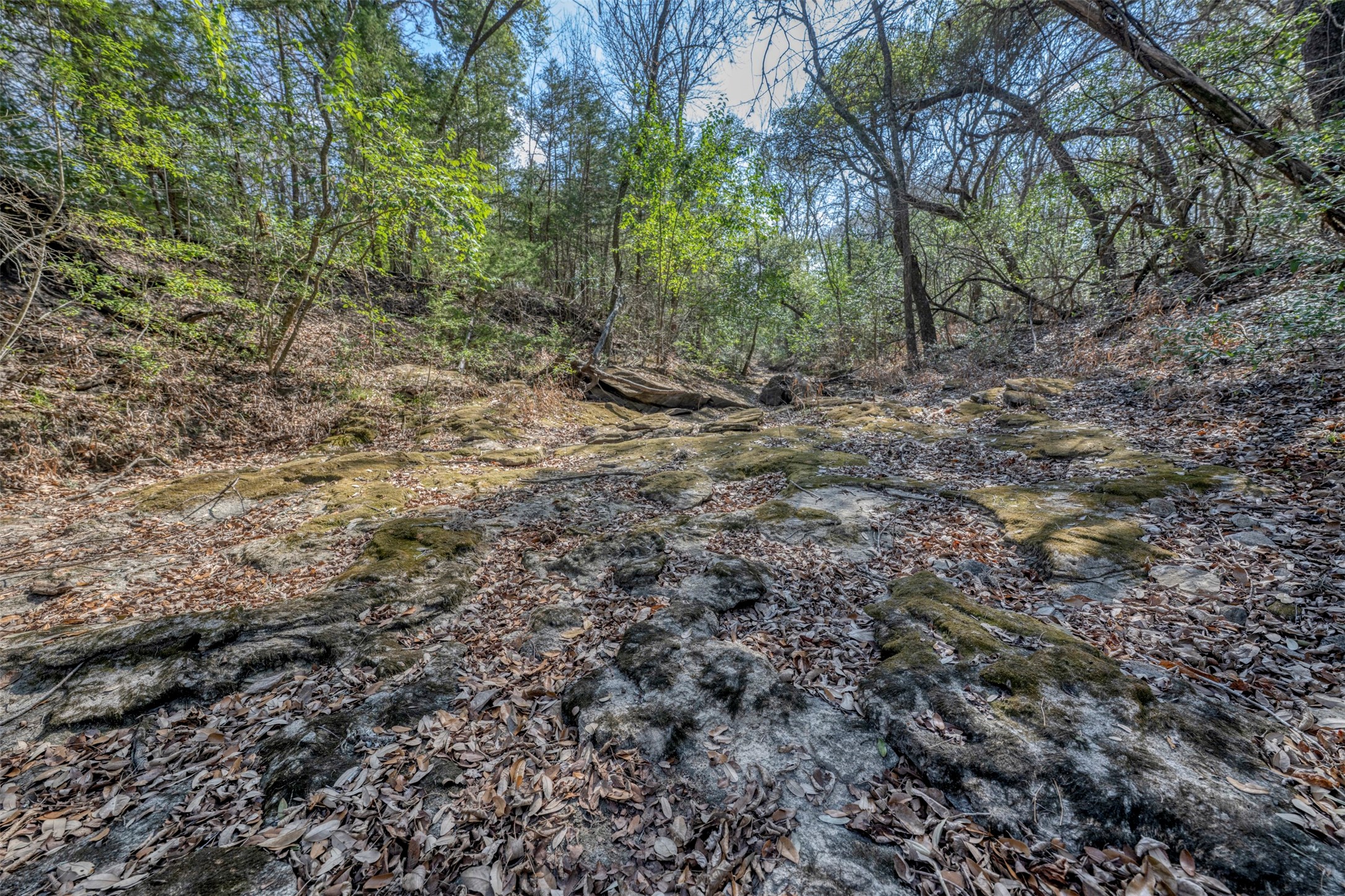 6807 Winedale Road Burton, TX 77835 - Photo 14 of 24 a view of a forest with trees in the background