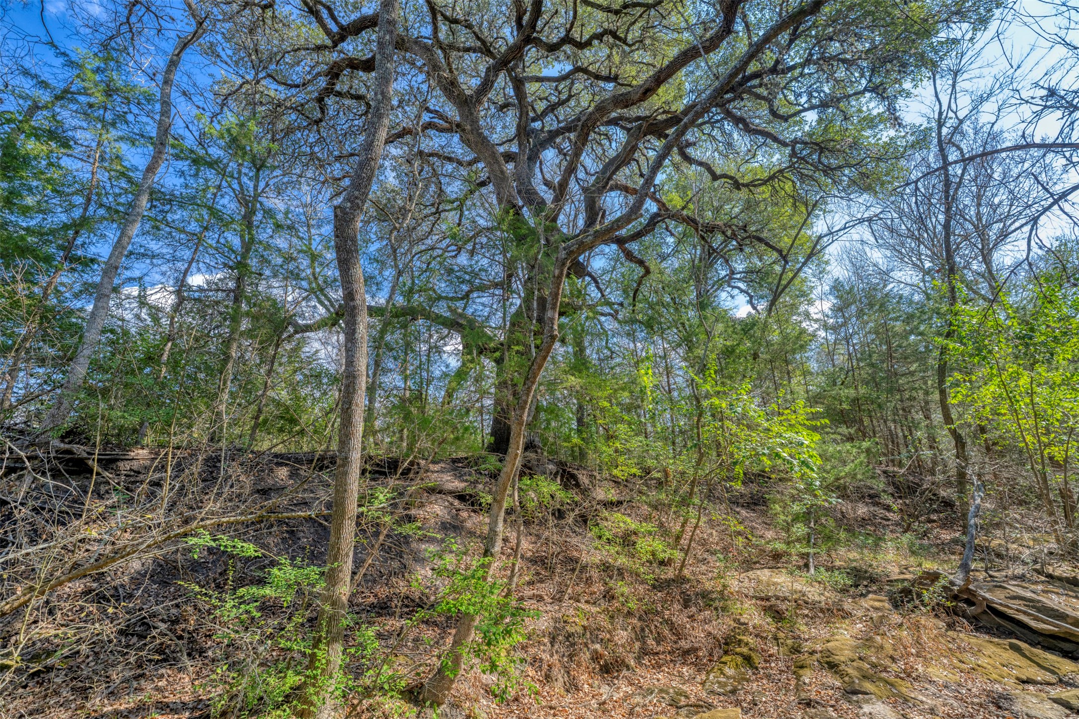 6807 Winedale Road Burton, TX 77835 - Photo 17 of 24 a view of a forest
