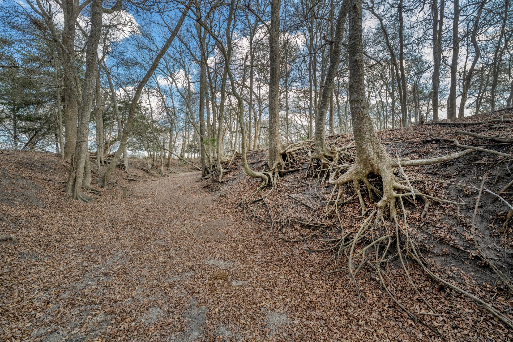 6807 Winedale Road Burton, TX 77835 - Photo 17 of 27 a view of a forest with trees