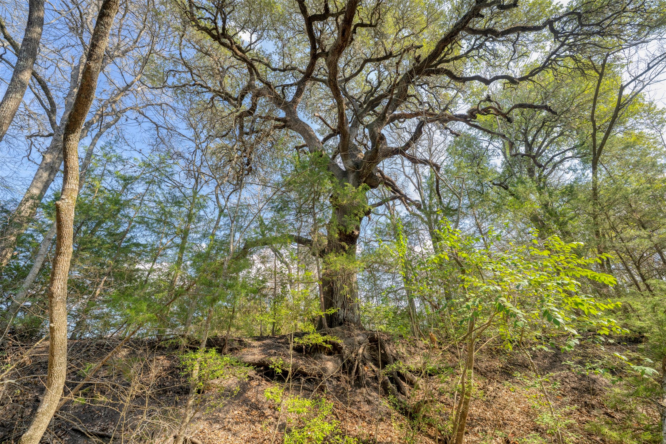 6807 Winedale Road Burton, TX 77835 - Photo 24 of 27 a backyard of a house with lots of trees