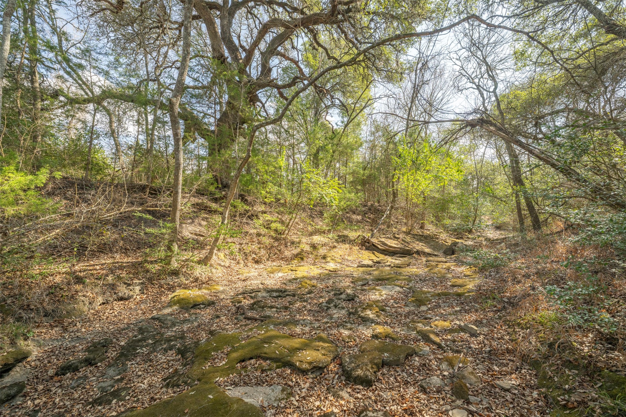 6807 Winedale Road Burton, TX 77835 - Photo 26 of 27 a view of a yard with a tree