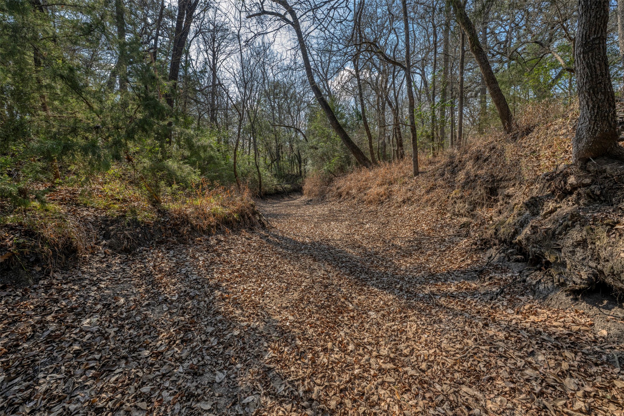 6807 Winedale Road Burton, TX 77835 - Photo 5 of 27 a view of a yard with plants and trees