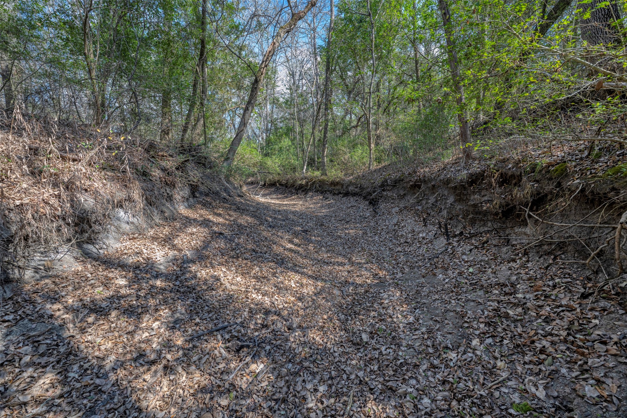 6807 Winedale Road Burton, TX 77835 - Photo 8 of 27 a view of a forest with trees in the background