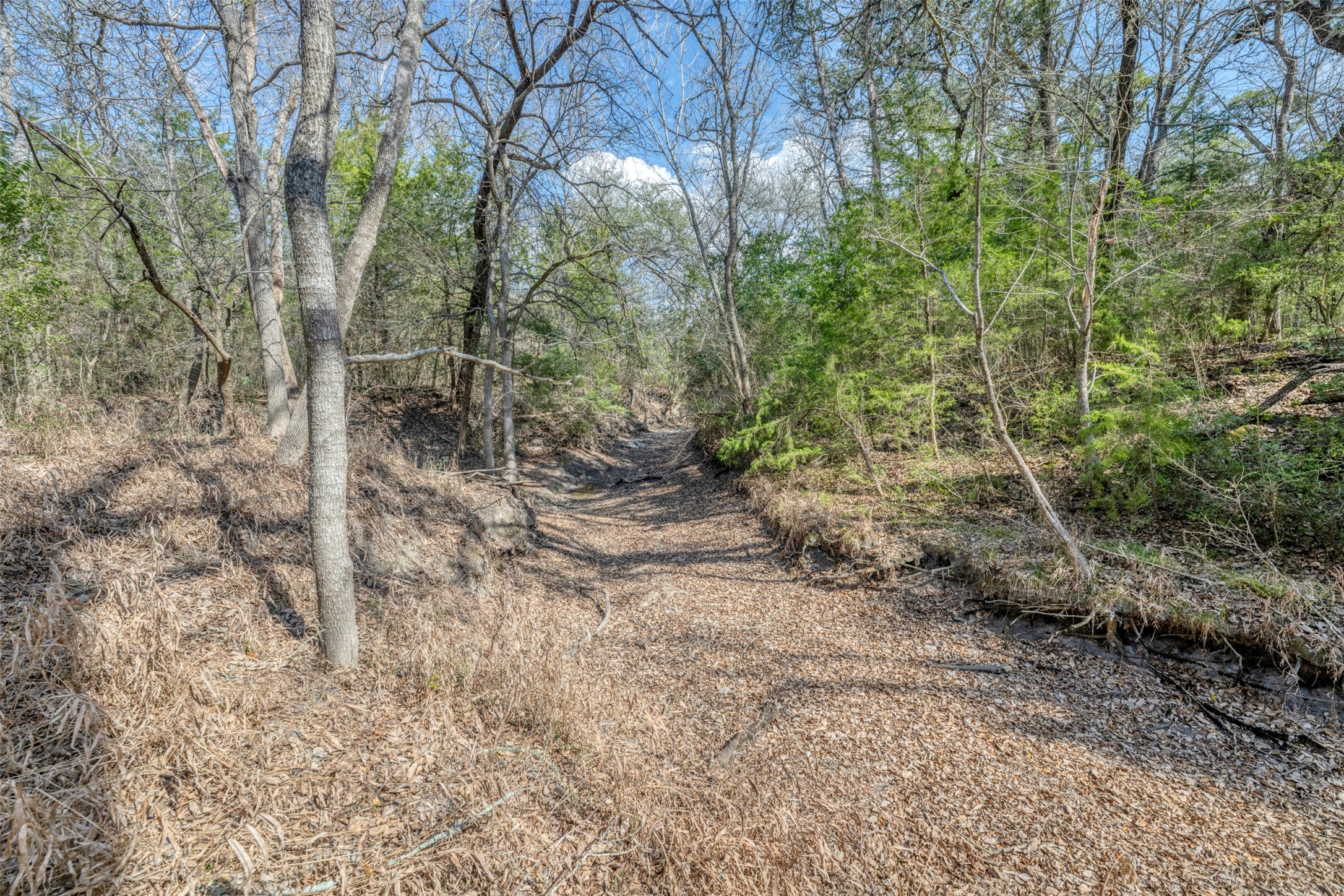 6807 Winedale Road Burton, TX 77835 - Photo 10 of 27 a view of a forest with trees