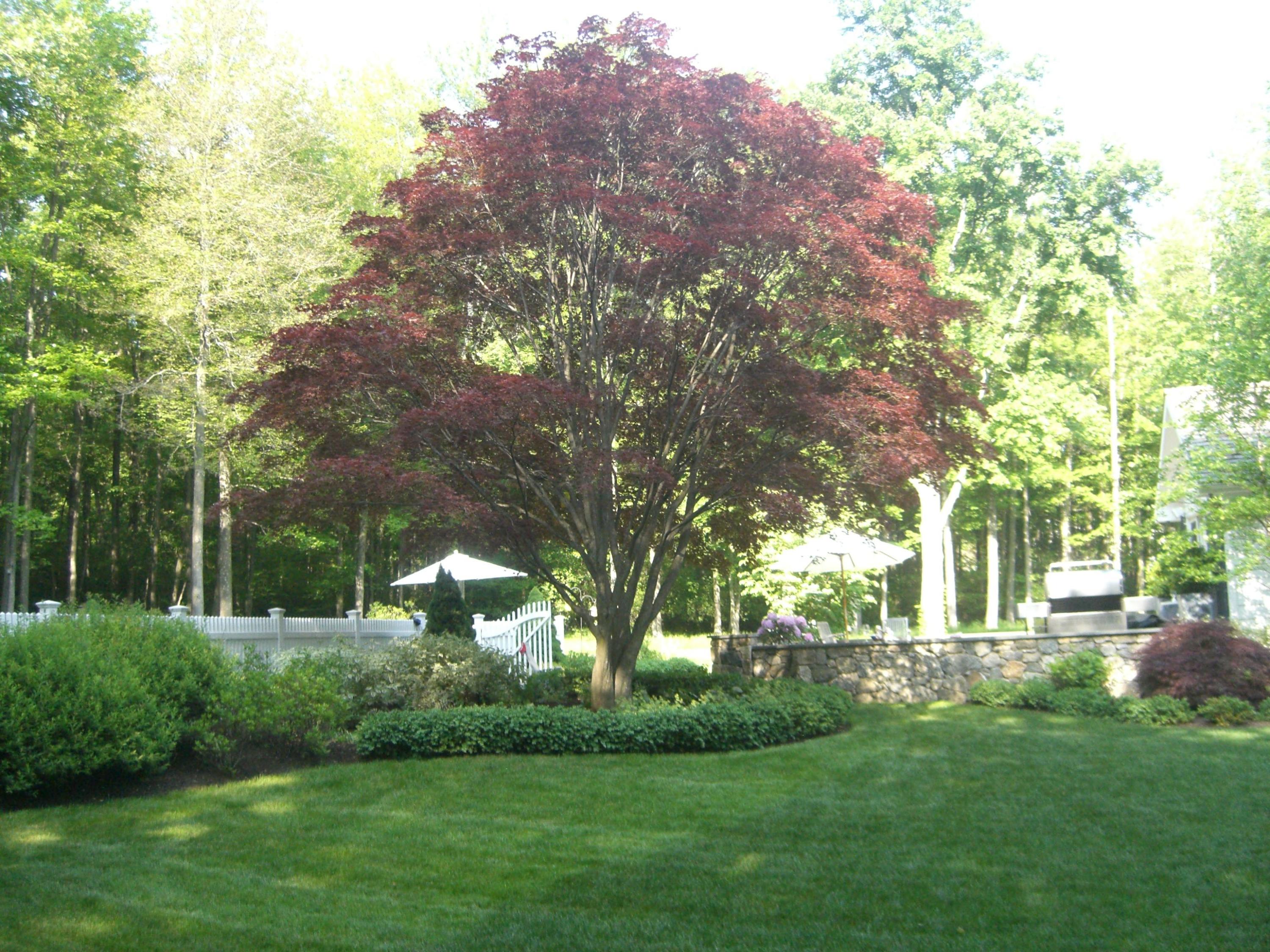 183 Turtle Back Road New Canaan, CT 06840 - Photo 7 of 53 a green field with lots of trees