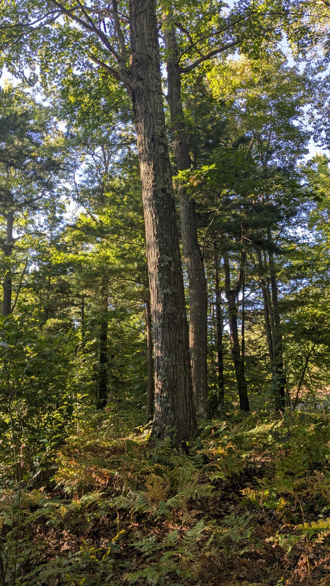 Maidens Road Onekama, MI 49675 - Photo 13 of 16 Towering Trees