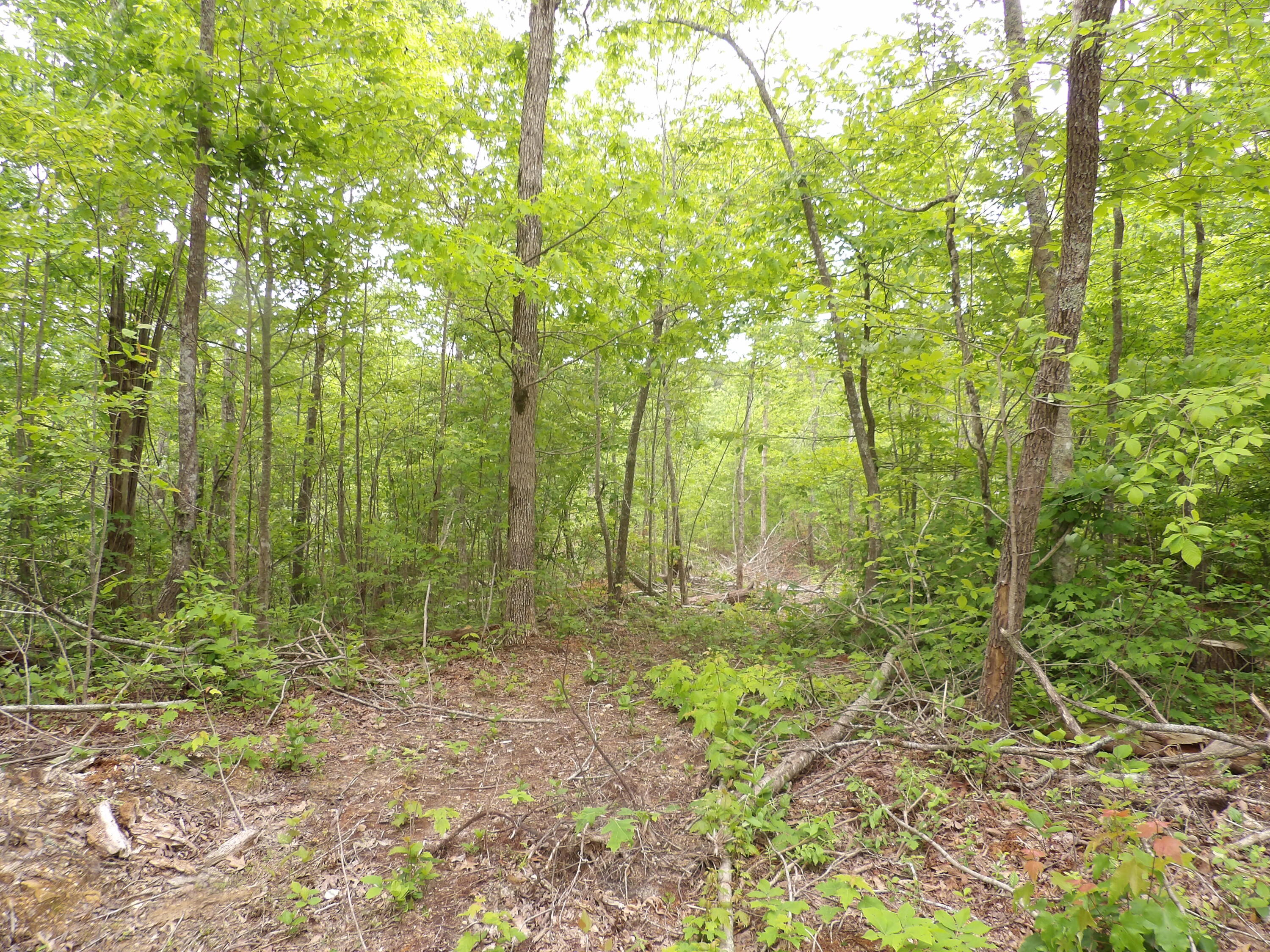 0 Overview Road Crossville, TN 38572 - Photo 12 of 45 100_0557