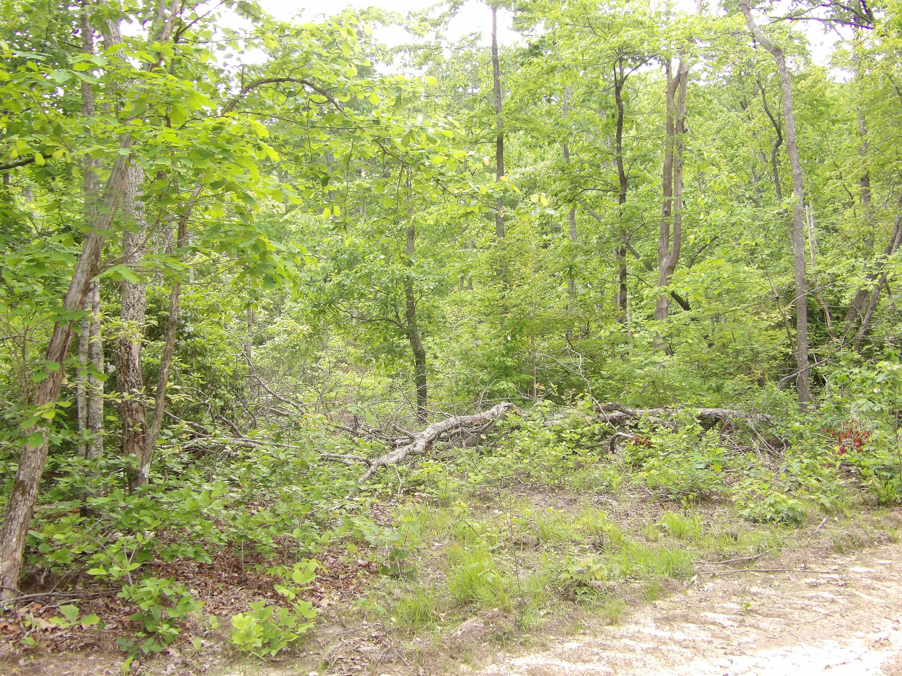 0 Overview Road Crossville, TN 38572 - Photo 16 of 45 100_0561