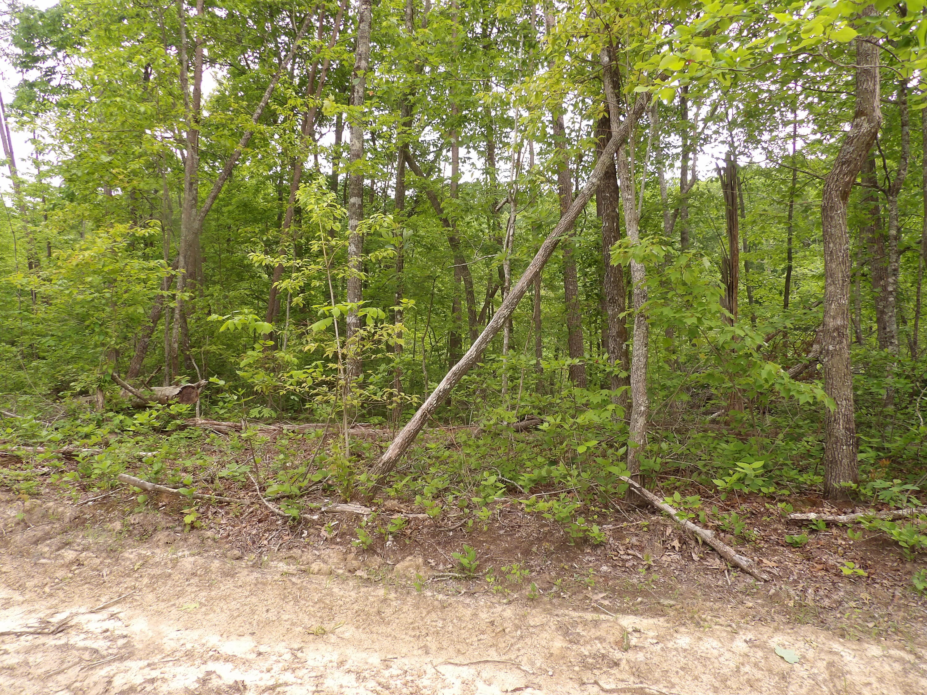 0 Overview Road Crossville, TN 38572 - Photo 17 of 45 100_0562