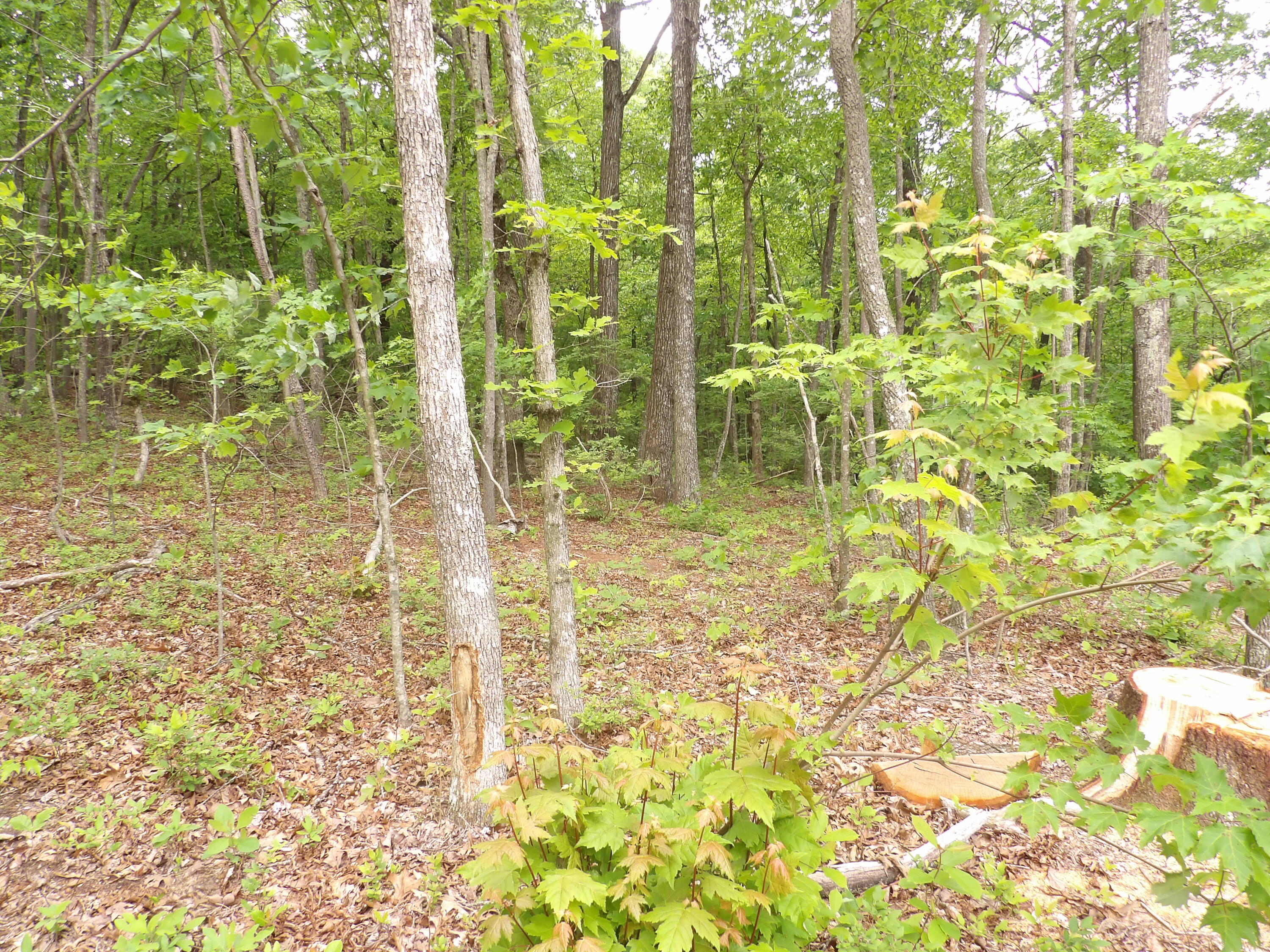 0 Overview Road Crossville, TN 38572 - Photo 21 of 45 100_0566