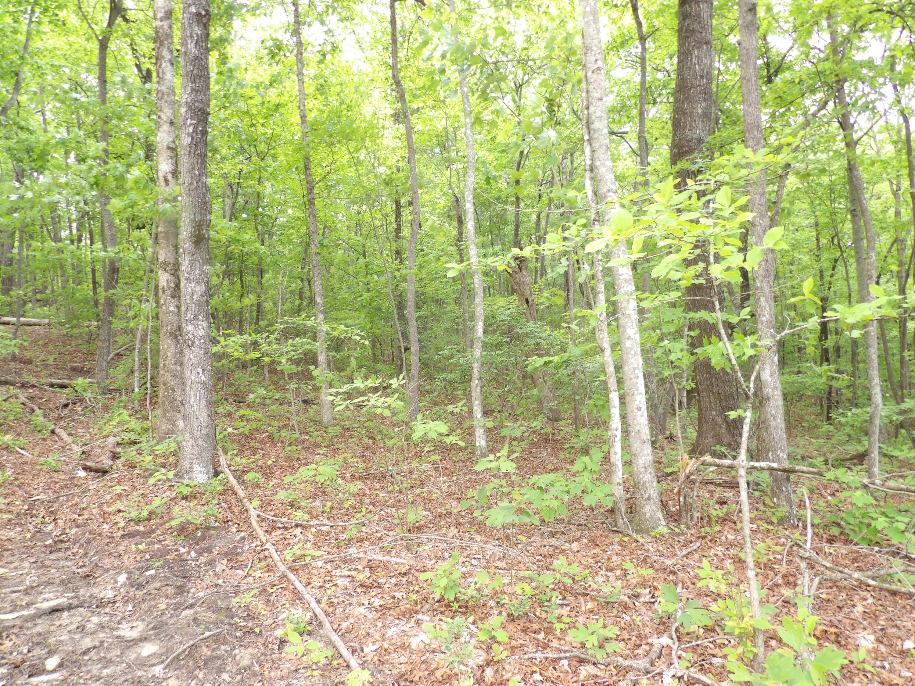 0 Overview Road Crossville, TN 38572 - Photo 24 of 45 100_0569