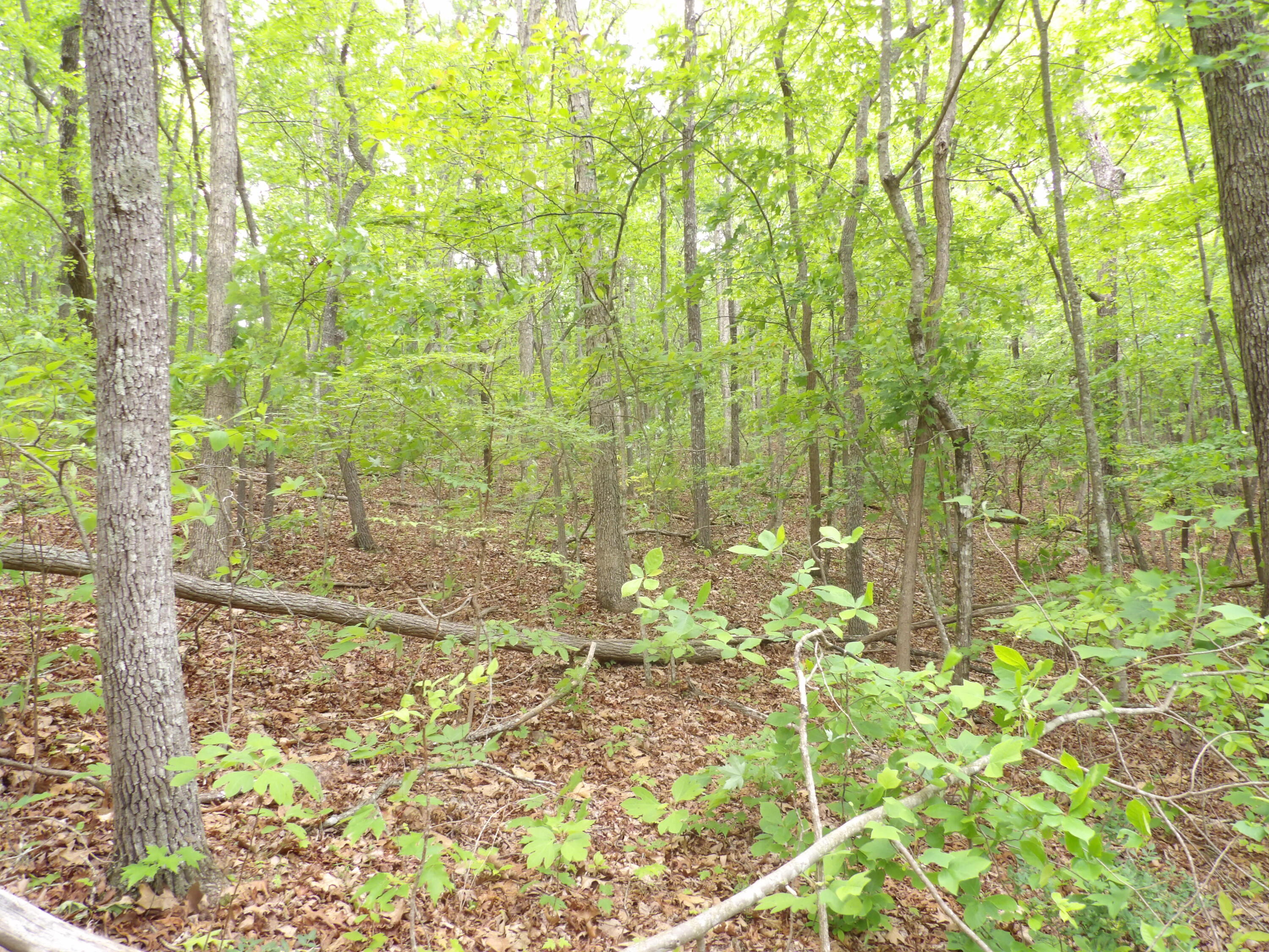 0 Overview Road Crossville, TN 38572 - Photo 28 of 45 100_0573