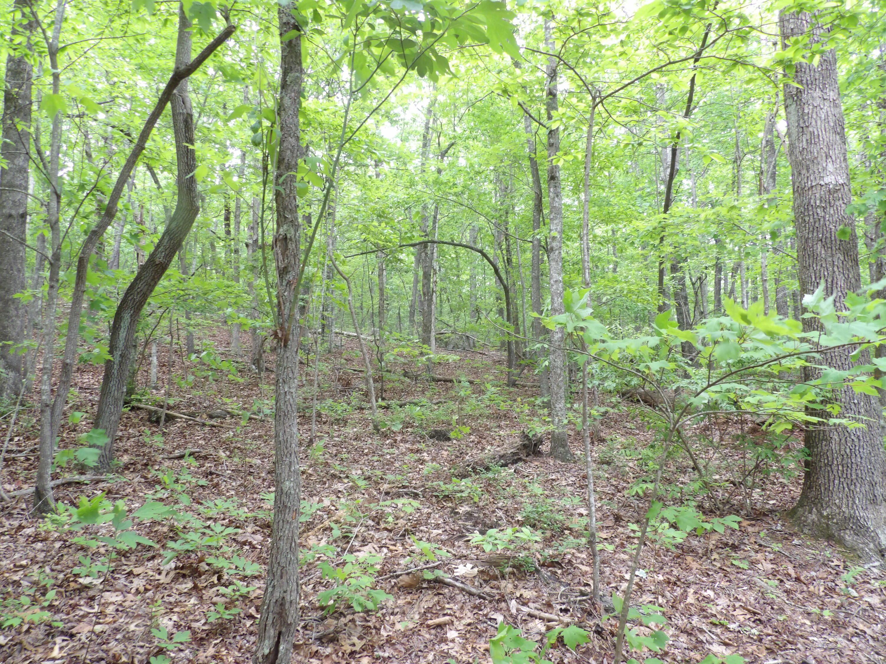 0 Overview Road Crossville, TN 38572 - Photo 29 of 45 100_0574