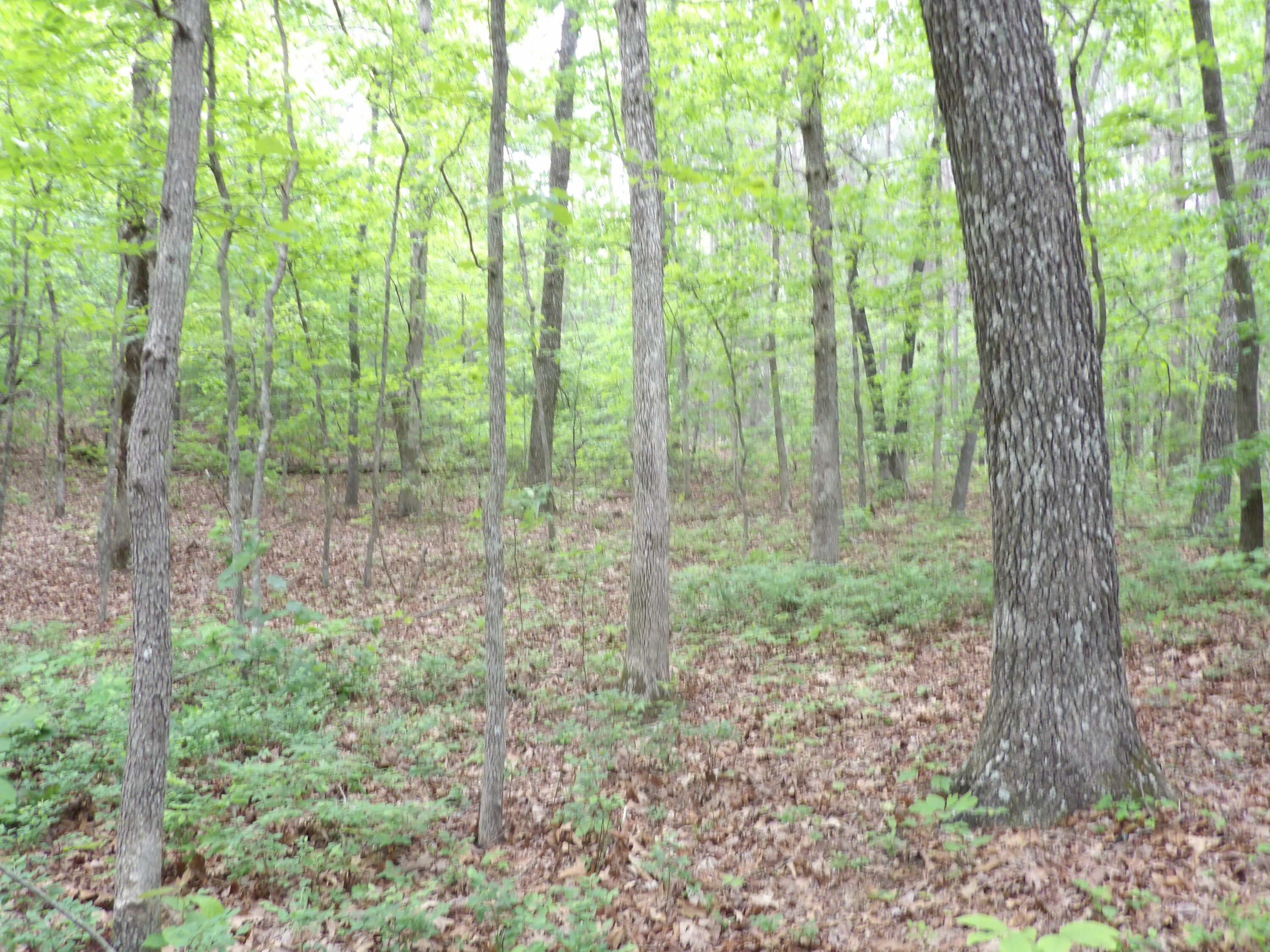 0 Overview Road Crossville, TN 38572 - Photo 36 of 45 100_0583