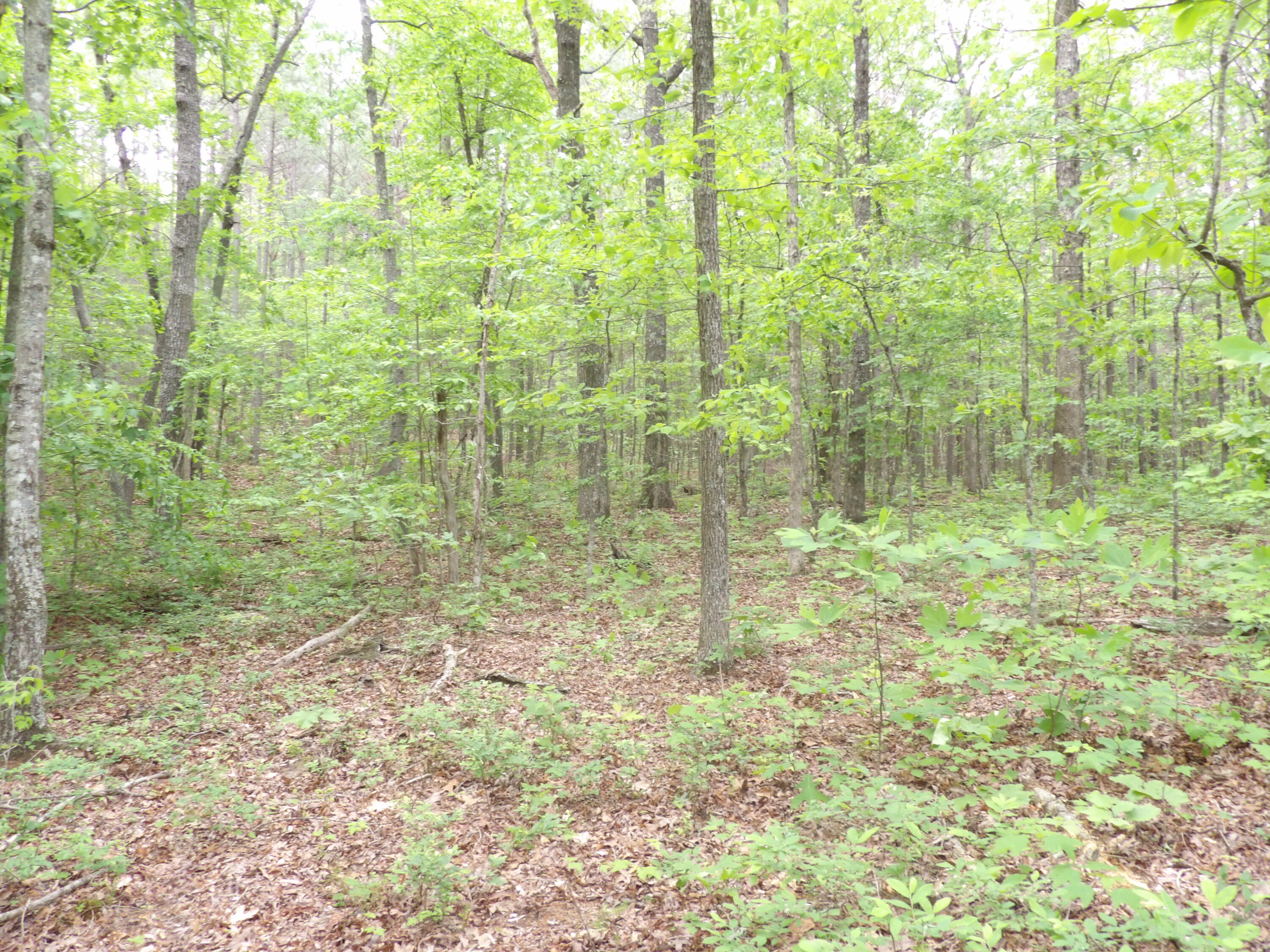 0 Overview Road Crossville, TN 38572 - Photo 39 of 45 100_0586