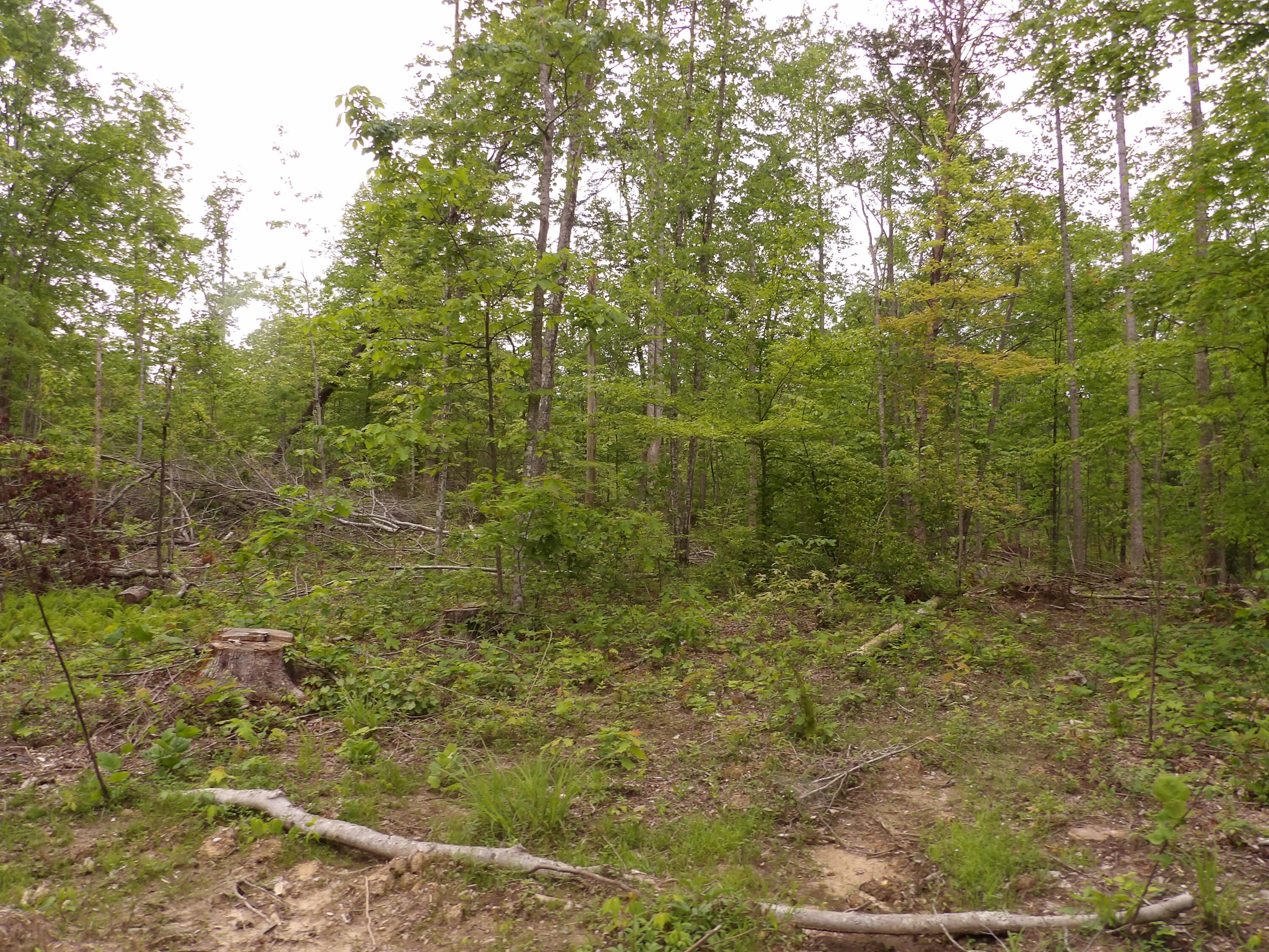 0 Overview Road Crossville, TN 38572 - Photo 10 of 45 100_0555