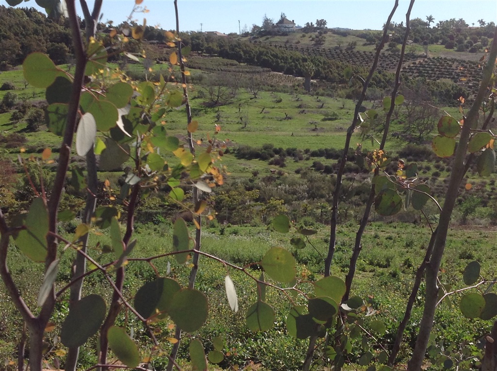 7341 West Lilac Road Bonsall, CA 92003 - Photo 4 of 25