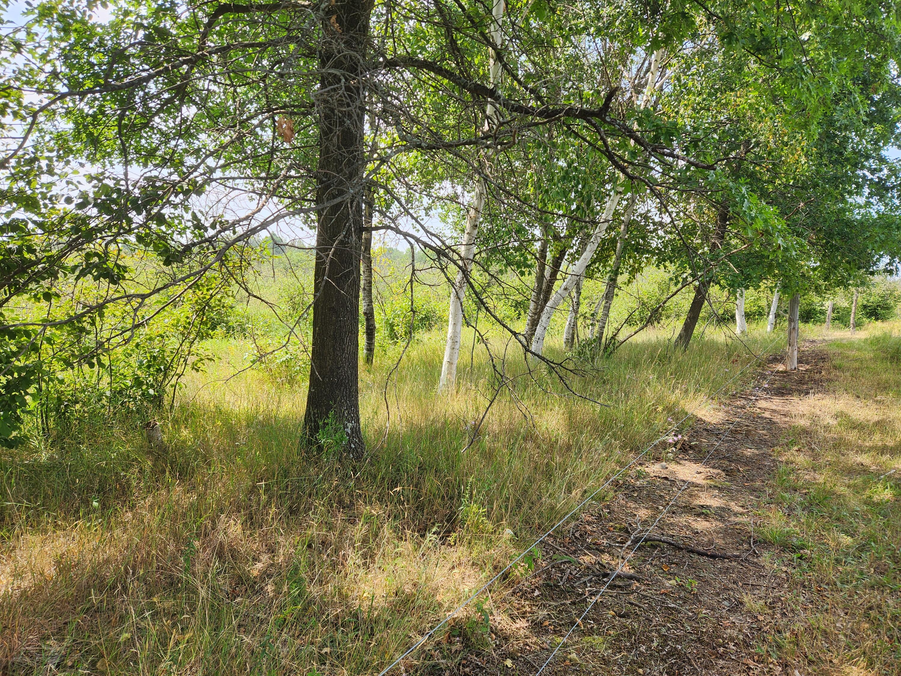 1 Sylvan Road Evart, MI 49631 - Photo 1 of 7 20230805_151917