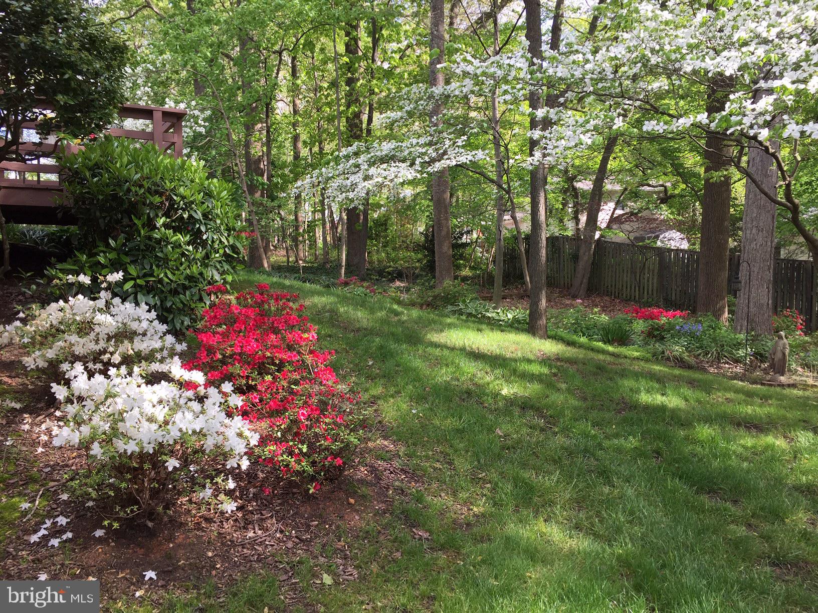 6808 Sydenstricker Road Springfield, VA 22153 - Photo 45 of 65 Azaleas in the spring