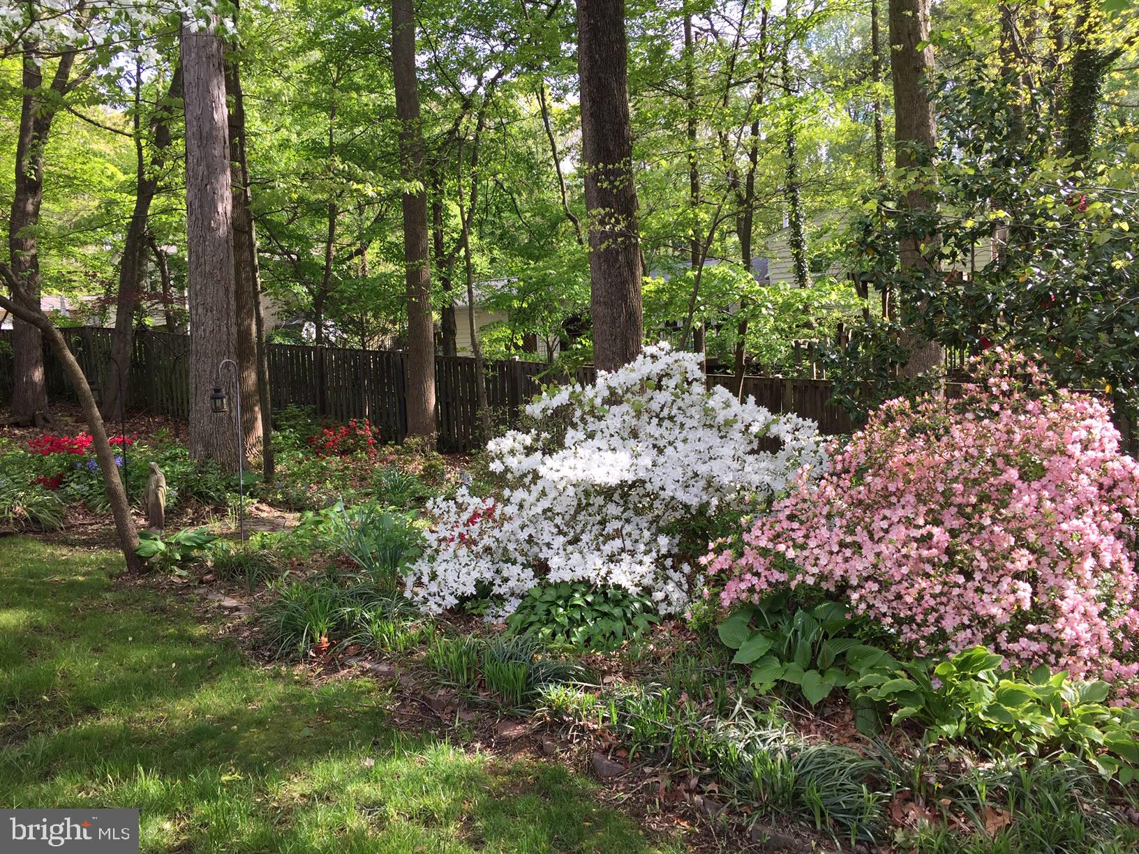 6808 Sydenstricker Road Springfield, VA 22153 - Photo 46 of 65 Springtime azaleas