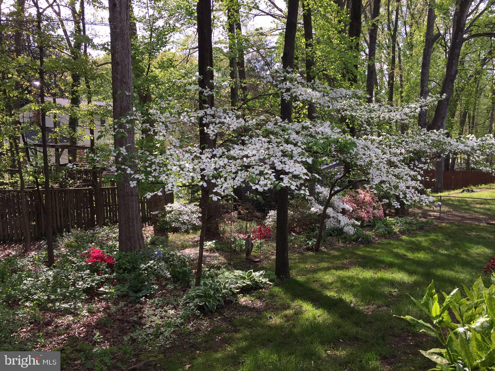 6808 Sydenstricker Road Springfield, VA 22153 - Photo 47 of 65 Gorgeous dogwood and beautiful azaleas
