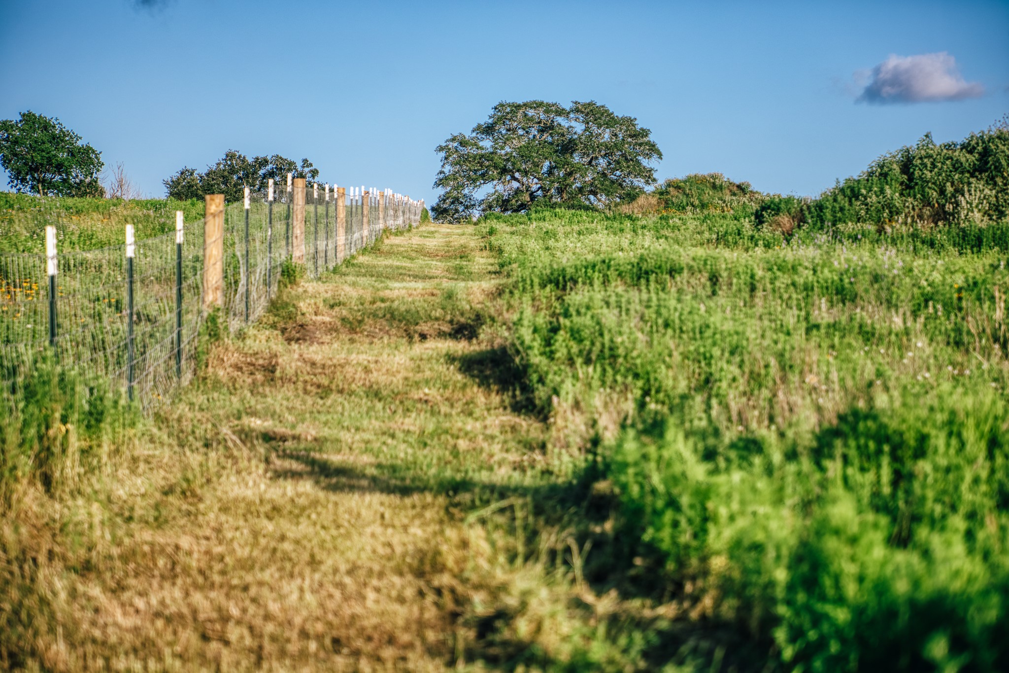 3 Pleasant Hill School Road Brenham, TX 77833 - Photo 6 of 12 a view of an outdoor space and a yard