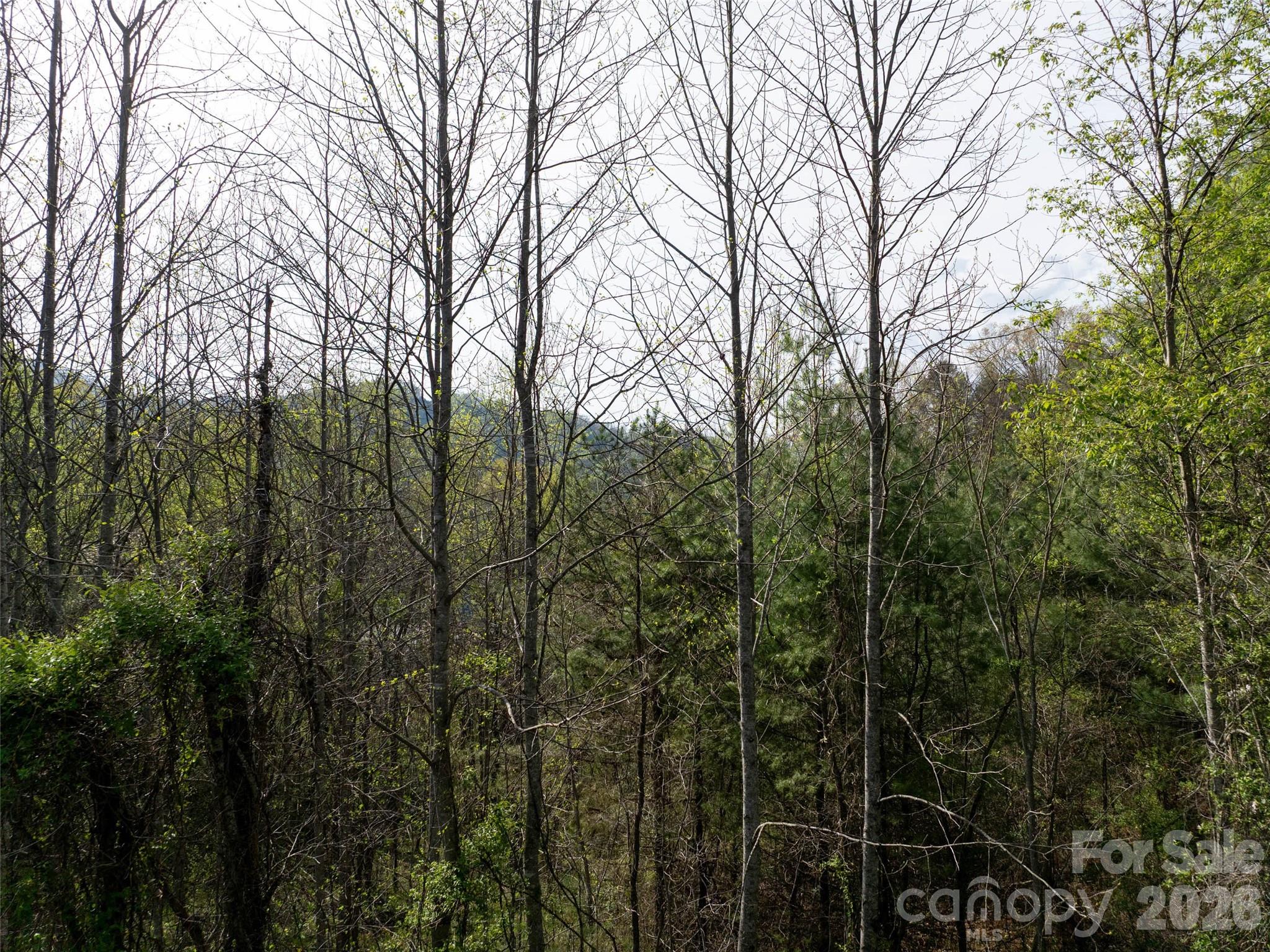 Lot 38 Sunnybrook Trail Clyde, NC 28721 - Photo 6 of 11 a view of a forest with a trees
