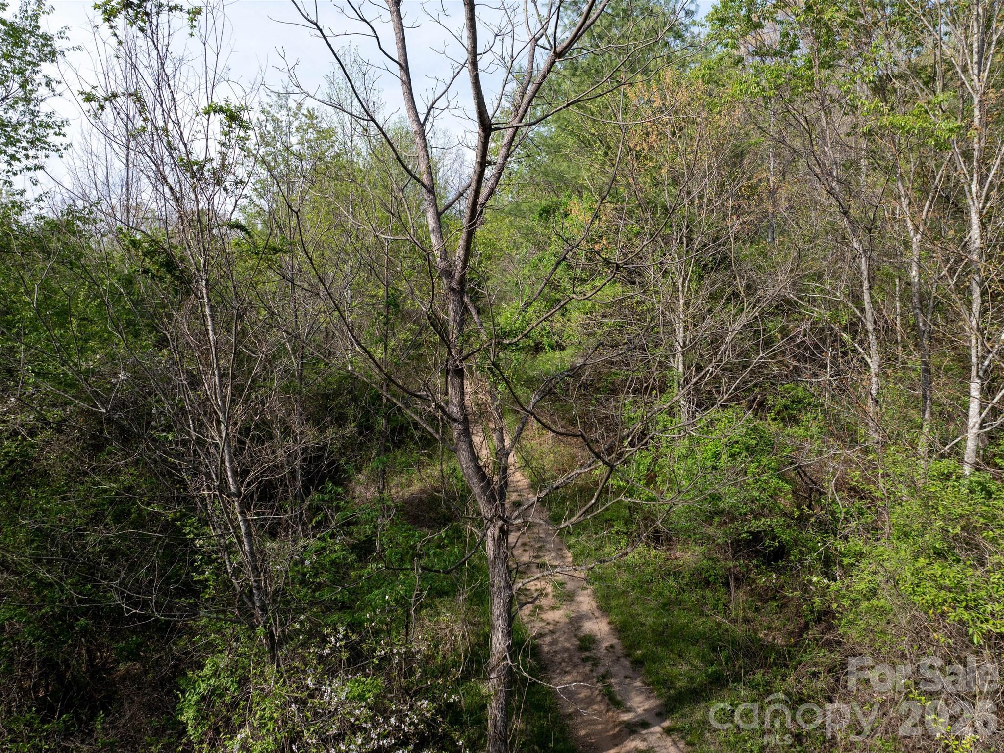 Lot 38 Sunnybrook Trail Clyde, NC 28721 - Photo 7 of 11 a view of a yard with a tree