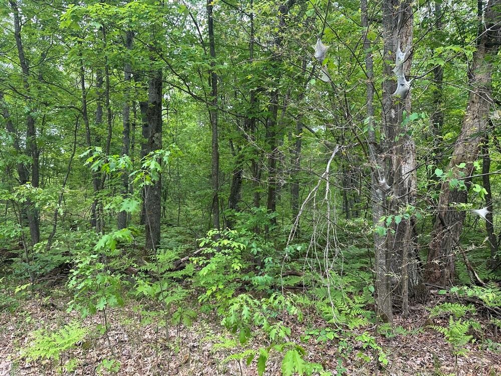 6-acres Easement Road Harrison, MI 48625 - Photo 4 of 8