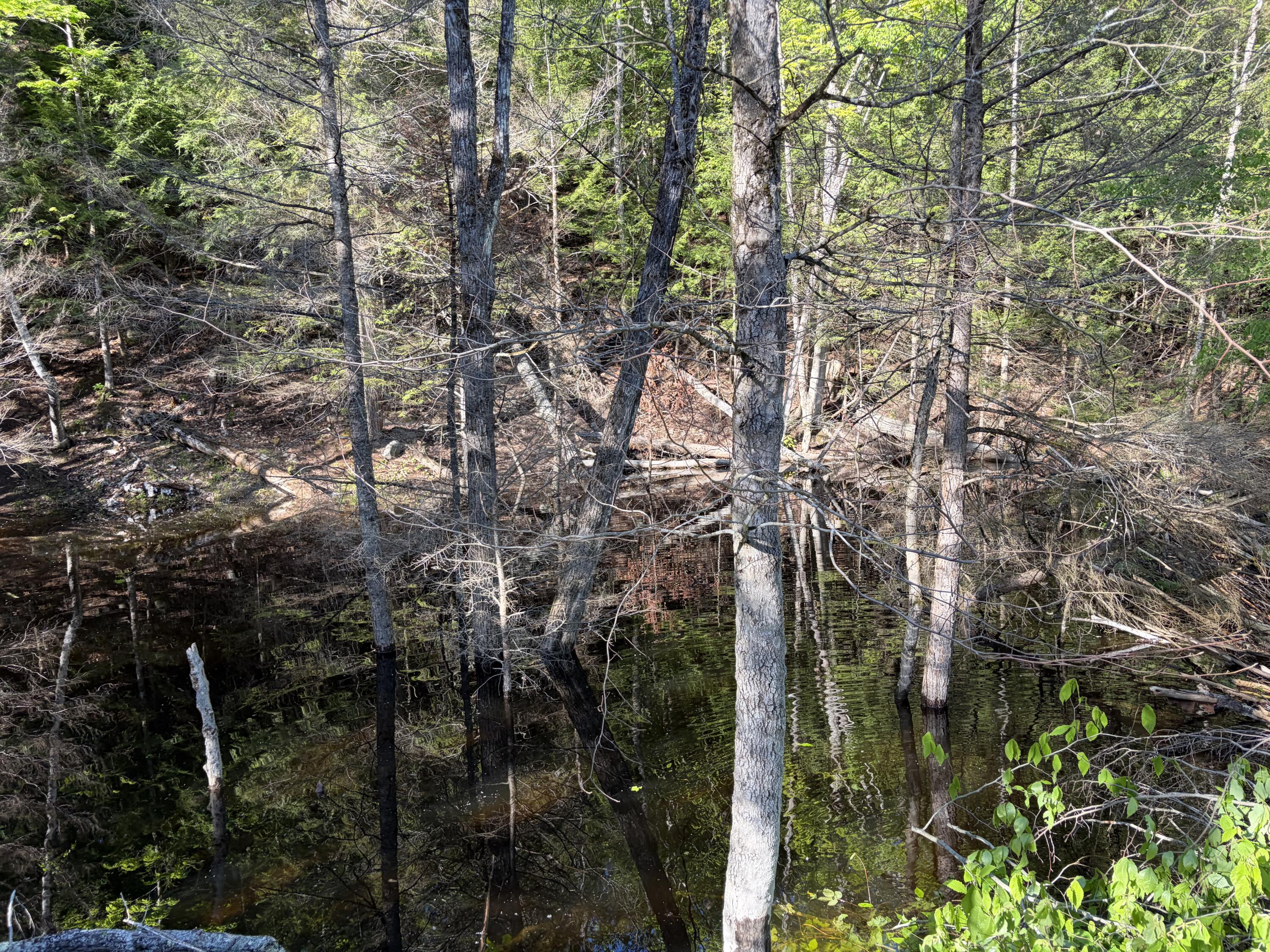 186 Town Line Road Cadyville, NY 12918 - Photo 55 of 60 Beaver Pond