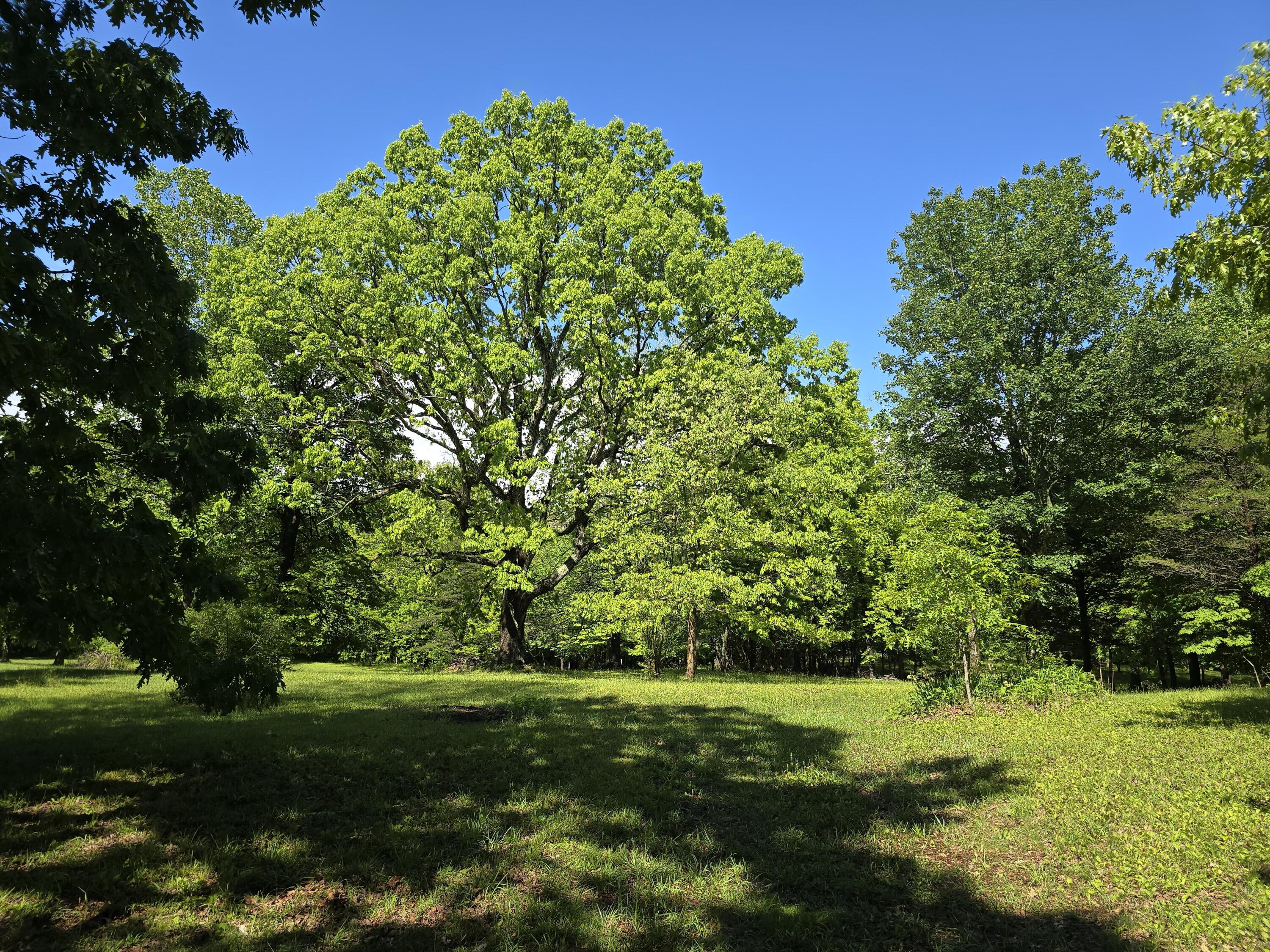 157 Highway Rising Fawn Ga 30738 Rising Fawn, GA 30738 - Photo 15 of 20 19 - Sun and Shade