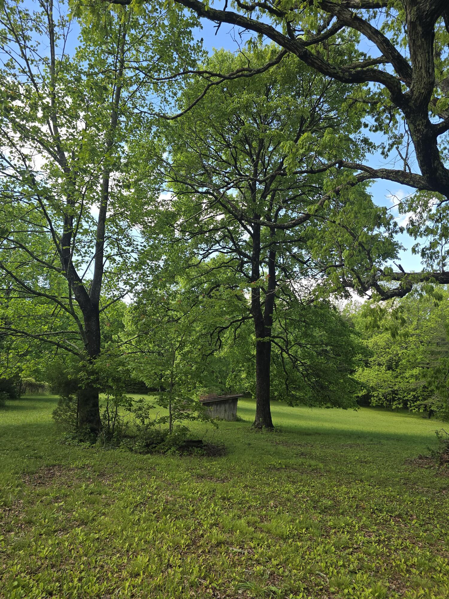 157 Highway Rising Fawn Ga 30738 Rising Fawn, GA 30738 - Photo 17 of 20 21 - Old Growth Trees