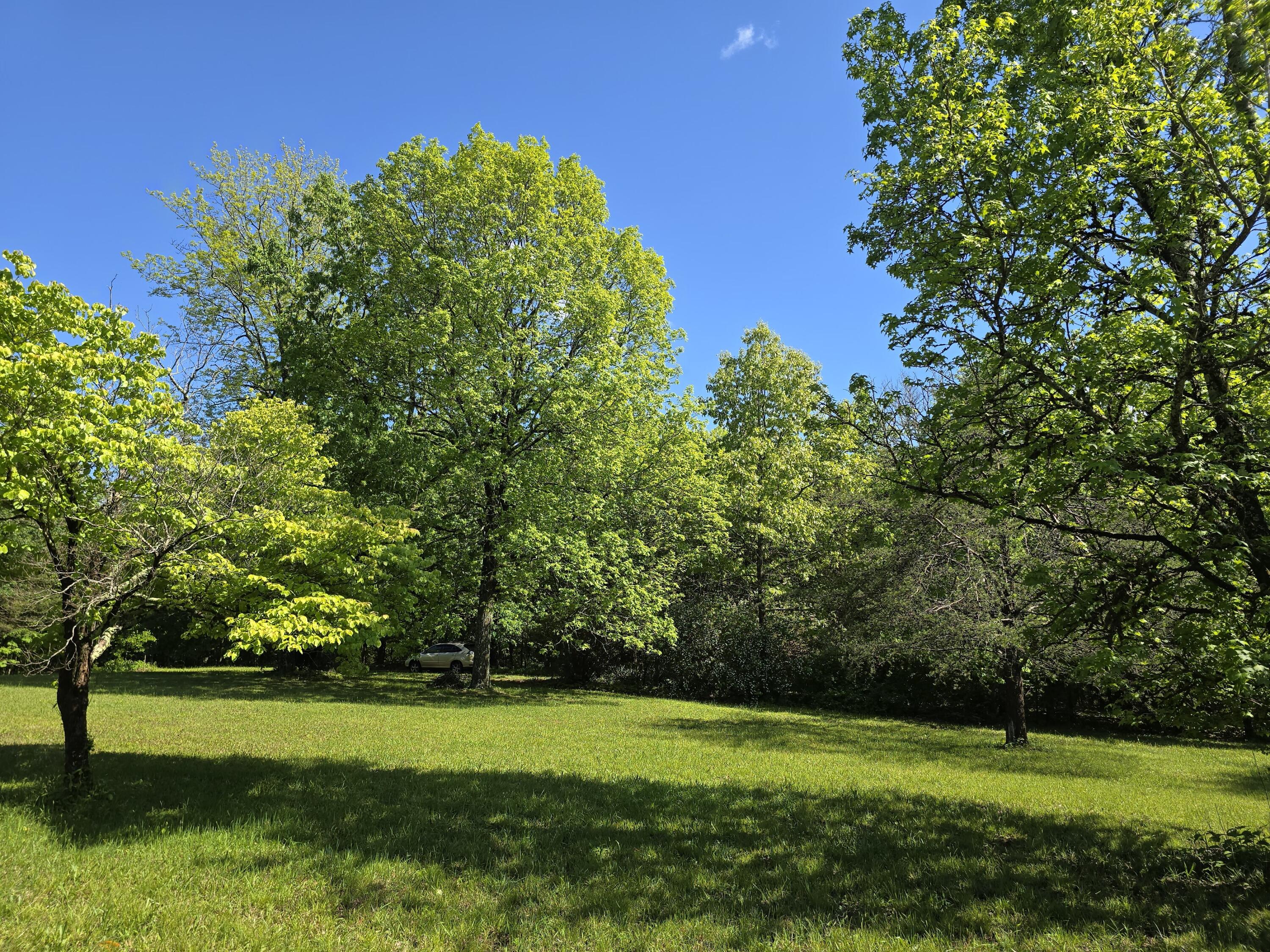 157 Highway Rising Fawn Ga 30738 Rising Fawn, GA 30738 - Photo 3 of 20 03 Old Growth Trees
