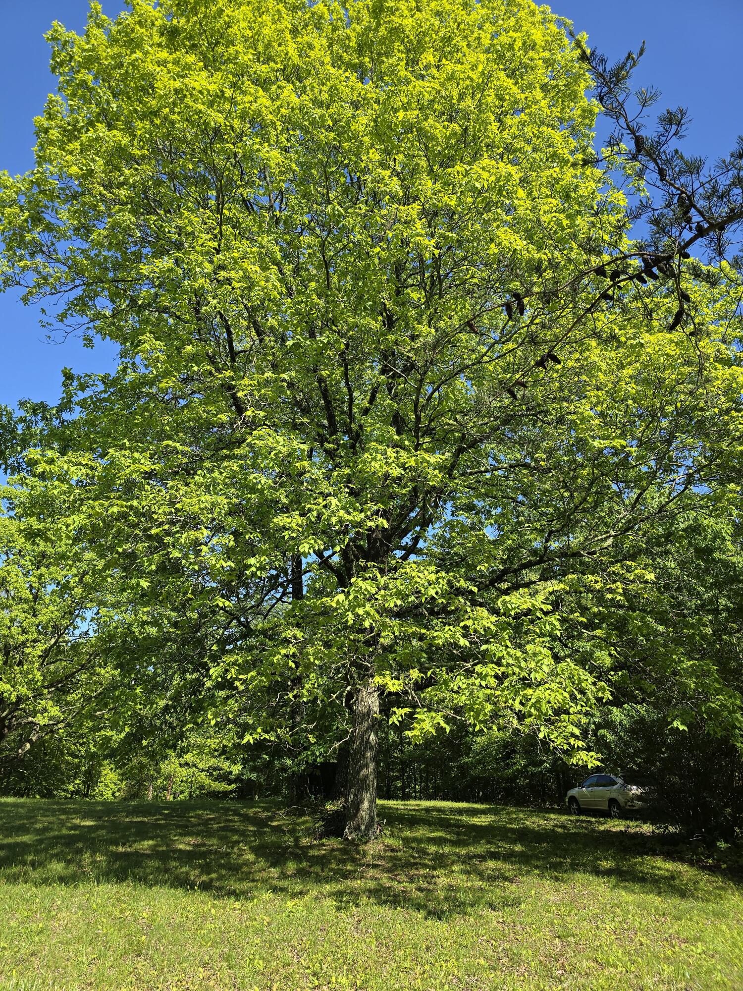 157 Highway Rising Fawn Ga 30738 Rising Fawn, GA 30738 - Photo 5 of 20 04 Old Growth Trees.jpg