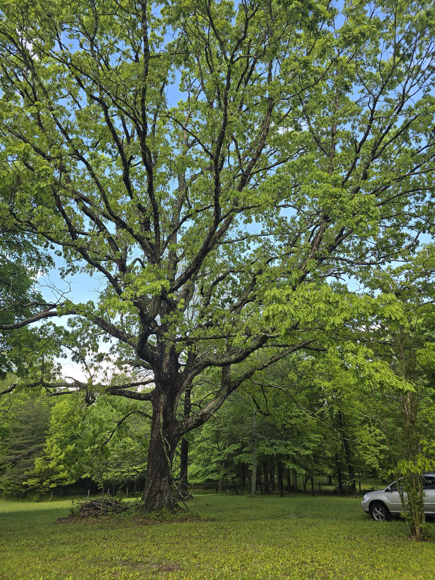 157 Highway Rising Fawn Ga 30738 Rising Fawn, GA 30738 - Photo 8 of 20 09 - Old Man Hickory