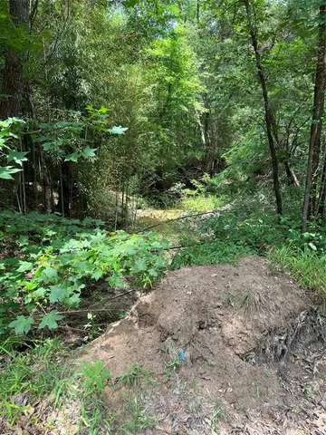 a view of a yard with plants and large trees