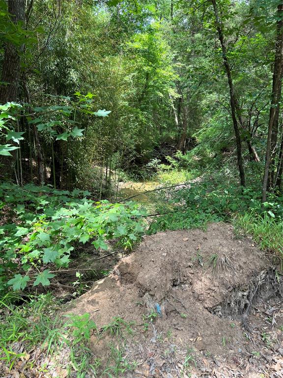 a view of a yard with plants and large trees