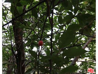 705 6th Avenue Venice, CA 90291 - Photo 12 of 18