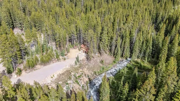 a view of a forest with a tree