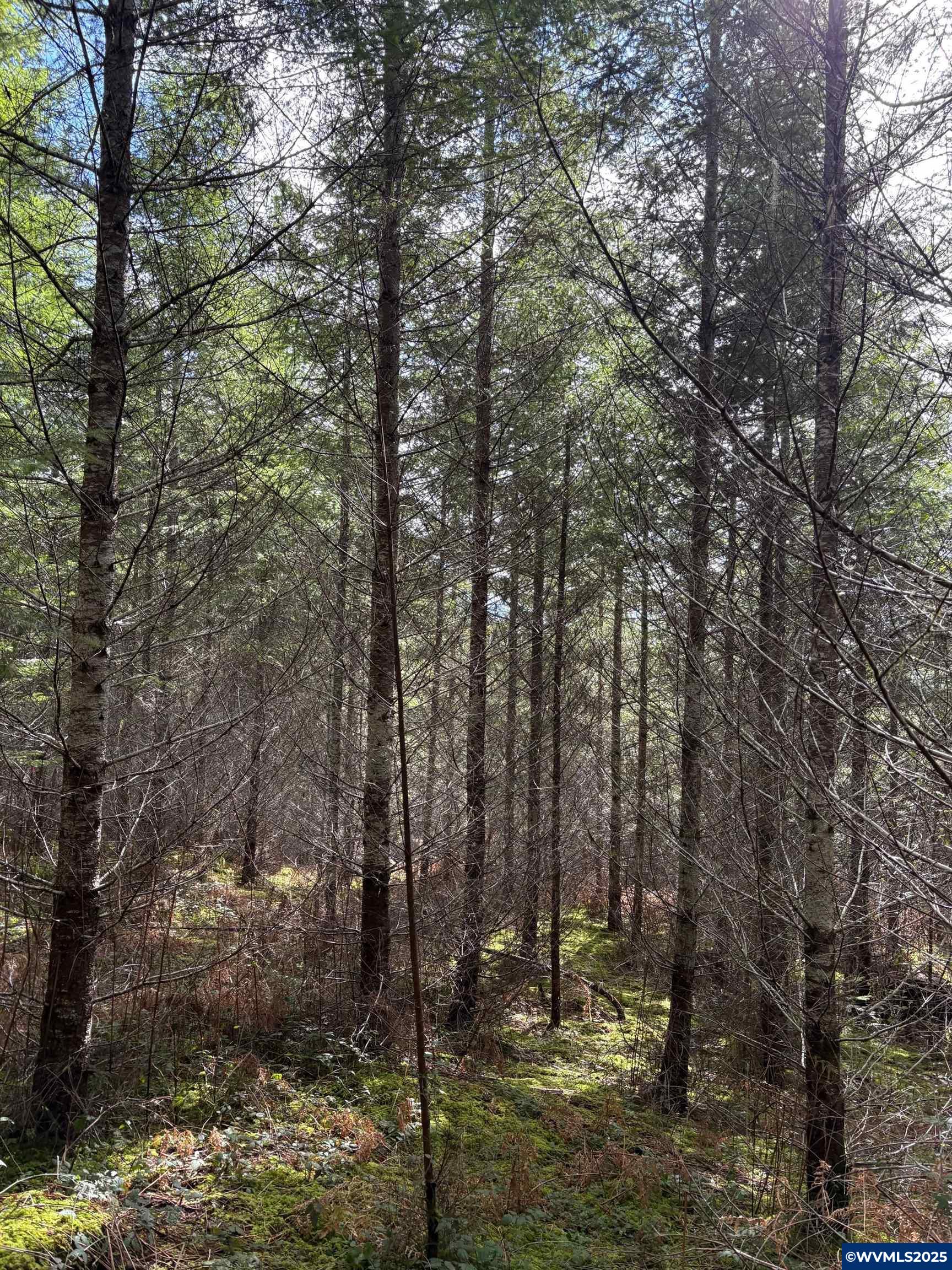 0 Boiler Creek Road Springfield, OR 97478 - Photo 4 of 26