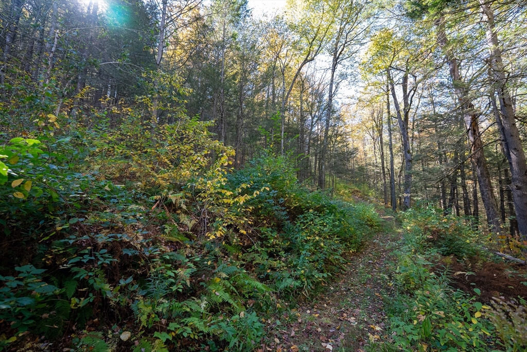 0 Lakeville Dam Road Huntington, MA 01050 - Photo 8 of 9 a view of a forest with a tree